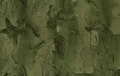 Luxe Cuddle Hide 60" Minky Fabric by the Yard (Chive) Shannon Fabrics